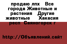 продаю лпх - Все города Животные и растения » Другие животные   . Хакасия респ.,Саяногорск г.